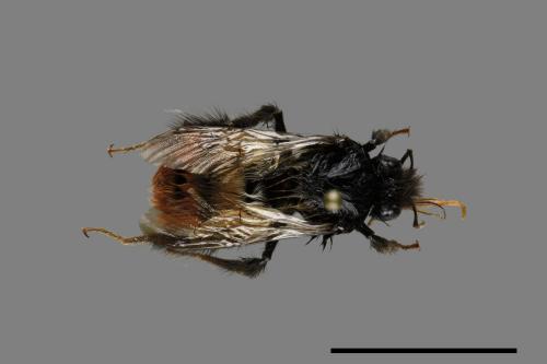 Bombus formosellus[信義熊蜂][00100330]