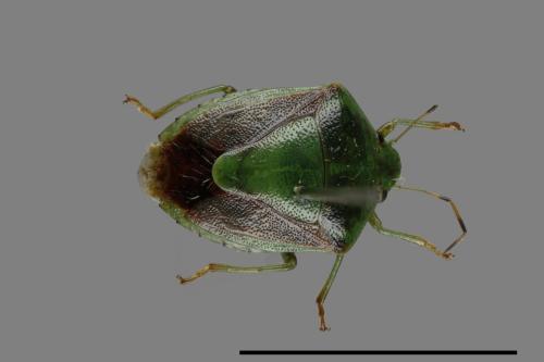 <已分類>Genus：Plautia[00048047]