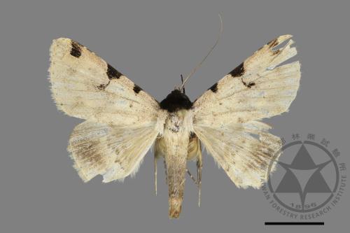 <已分類>Family：Noctuidae[夜蛾科][00031893]