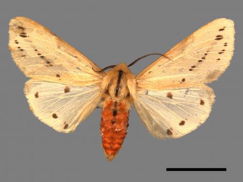 Spilarctia taiwanensis[黑鬚污燈蛾][00014913]