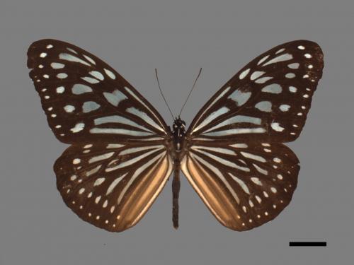 Ideopsis similis[琉球青斑蝶][00027404]