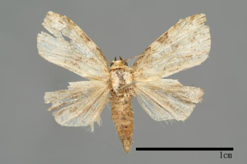 Bryophilina mollicula[00009502]