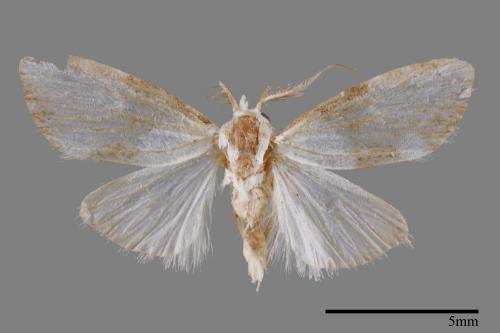 <已分類>Family：Noctuidae[夜蛾科][00011948]