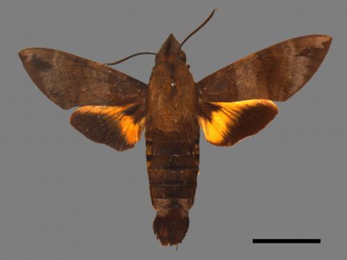 Macroglossum corythus luteata[黃紋長喙天蛾][00033760]