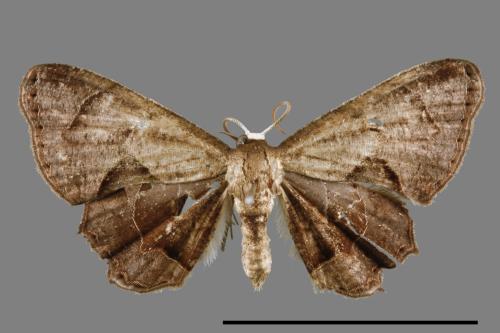 Phazaca alikangensis[里港圓翅雙尾蛾][00012604]