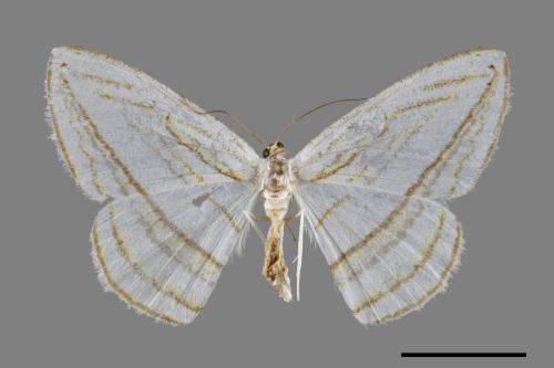 Orthocabera sericea[褐黃斜帶尺蛾][00094893]