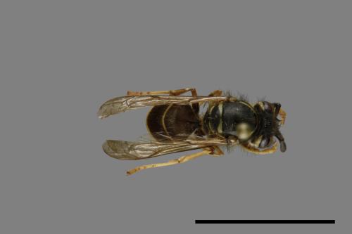 Vespula flaviceps[細黃胡蜂][00073090]