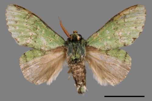 Stauropus takamukuana[綠蟻舟蛾][00042714]