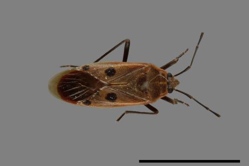 Physopelta quadriguttata[00041076]