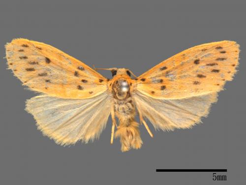 Asura acteola[台條紋豔苔蛾][00023663]