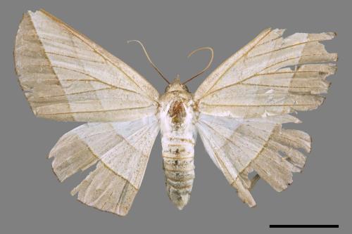 Sarcinodes carnearius[二線沙尺蛾][00045034]