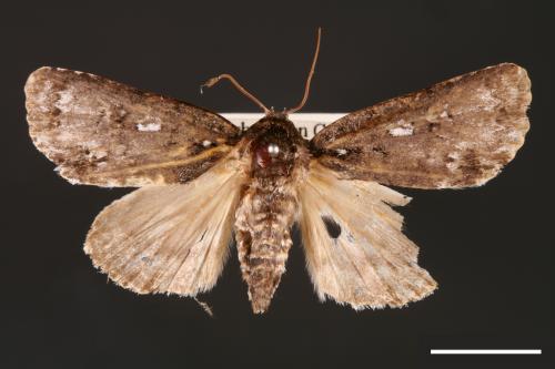 Acronicta albistigma[00000444]