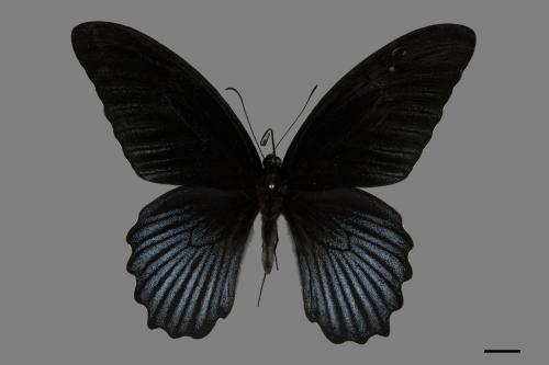 Papilio memnon heronus[大鳳蝶][00094502]