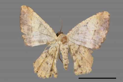 Lophobates inchoata[褐緣黃尺蛾][00055175]