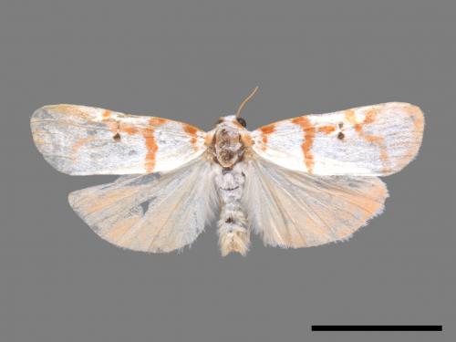 Cyana hamata[優雪苔蛾][00056185]