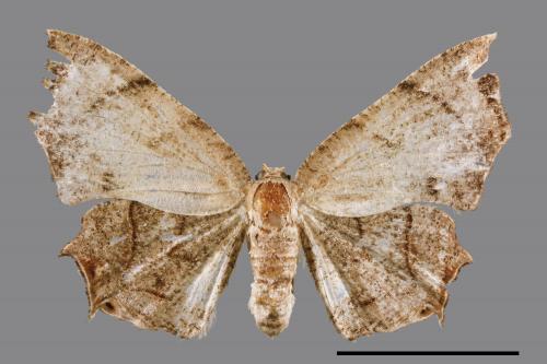 Dysaethria obscuraria[00038860]