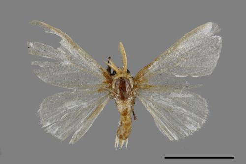 <已分類>Genus：Euproctis[00045335]