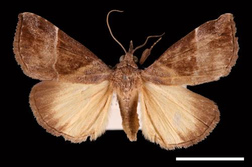 Hypena trigonalis[00009626]