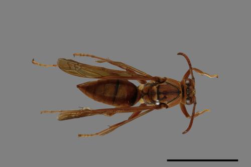 Polistes formosanus[00072589]