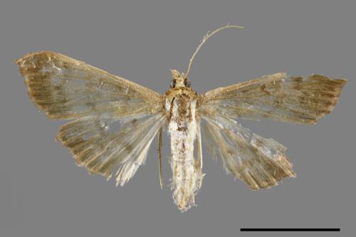 <已分類>Family：Crambidae[草螟科][00051919]