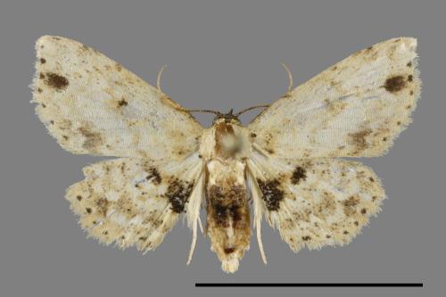 <已分類>Family：Noctuidae[夜蛾科][00100754]