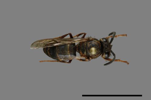 Vespula flaviceps[細黃胡蜂][00073248]