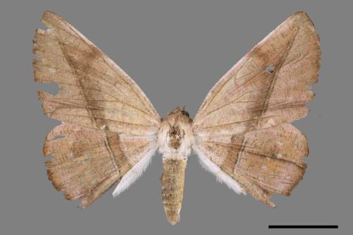 Sarcinodes yayeyamanus[一線沙尺蛾][00047018]