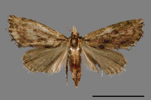 <已分類>Family：Pyralidae[螟蛾科][00054949]