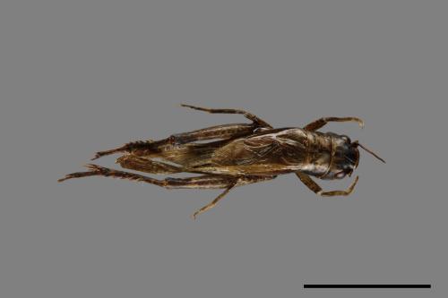 <已分類>Family：Gryllidae[蟋蟀科][00054172]