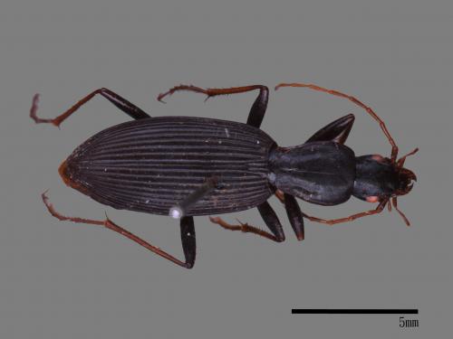 <已分類>Family：Carabidae[步行蟲科][00092650]