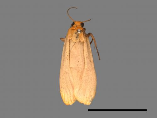 Eilema usuguronis[黃邊土苔蛾][00037675]