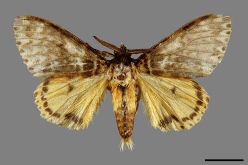 Lymantria mathura subpallida[波斑毒蛾][00020629]