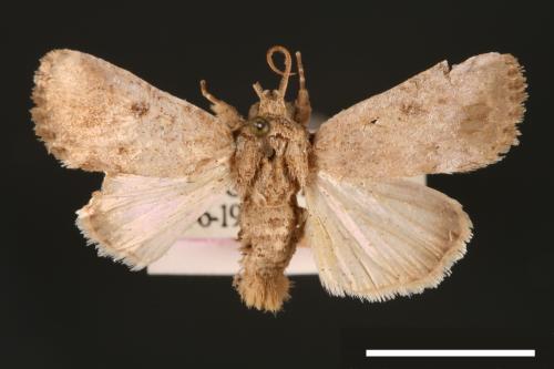 Spodoptera pecten[梳灰翅夜蛾][00002878]