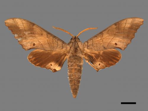 Marumba sperchius bukaiana[栗六點天蛾][00017406]