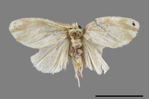 Euproctis kanshireia[00051404]