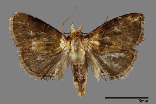<已分類>Family：Limacodidae[刺蛾科][00092803]