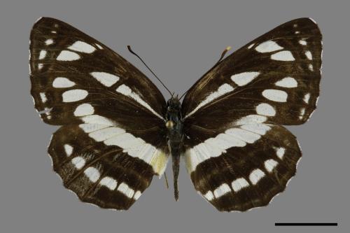 Neptis hylas luculenta[琉球三線蝶][00094517]