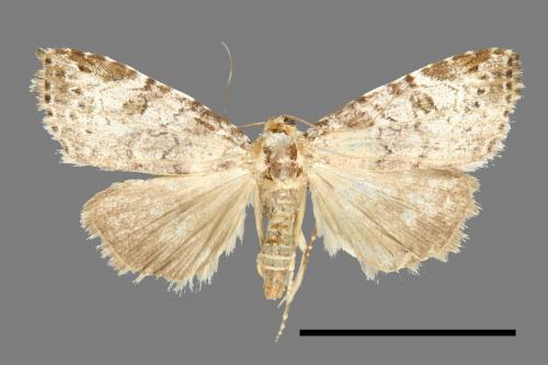 Bryophilina mollicula[00009452]