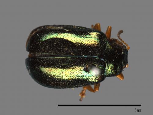 <已分類>Family：Chrysomelidae[金花蟲科][00081219]