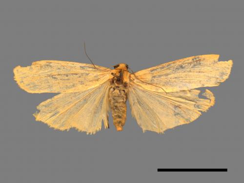 Eilema magnata[巨土苔蛾][00038901]