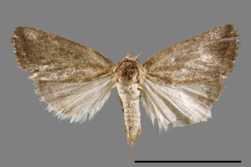 <已分類>Family：Noctuidae[夜蛾科][00009431]