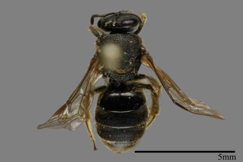 <已分類>Family：Halictidae[隧蜂科][00074746]