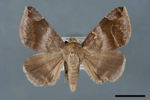 Dysgonia amygdalis[00005745]