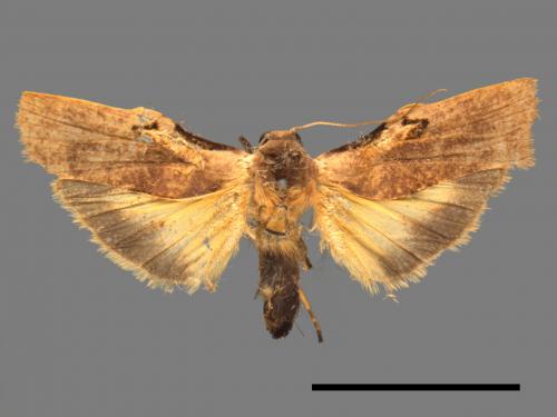 Teulisna tumida[膨圖苔蛾][00051291]
