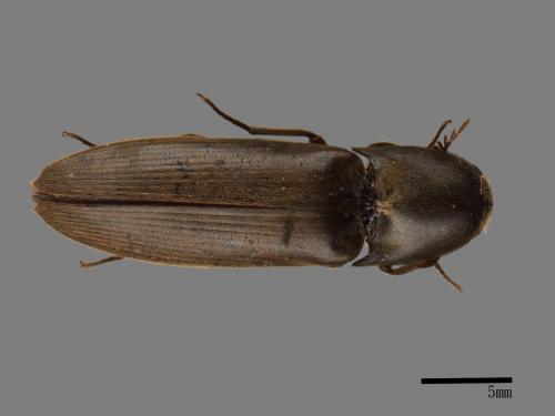 <已分類>Family：Elateridae[叩頭蟲科][00043486]