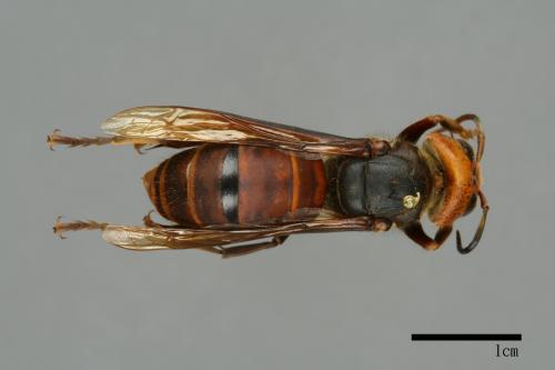 Vespa mandarinia[中華大虎頭蜂][00096492]