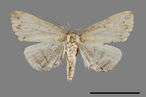 <已分類>Family：Noctuidae[夜蛾科][00092233]