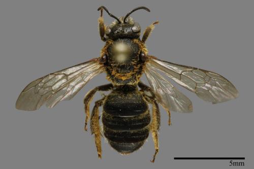 <已分類>Family：Halictidae[隧蜂科][00093498]