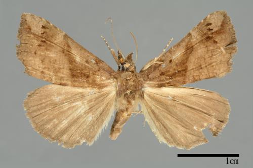 Hypena tenebralis[00009899]