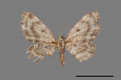 Pseudocollix hyperthra catalalia[鏽斑波尺蛾][00051783]